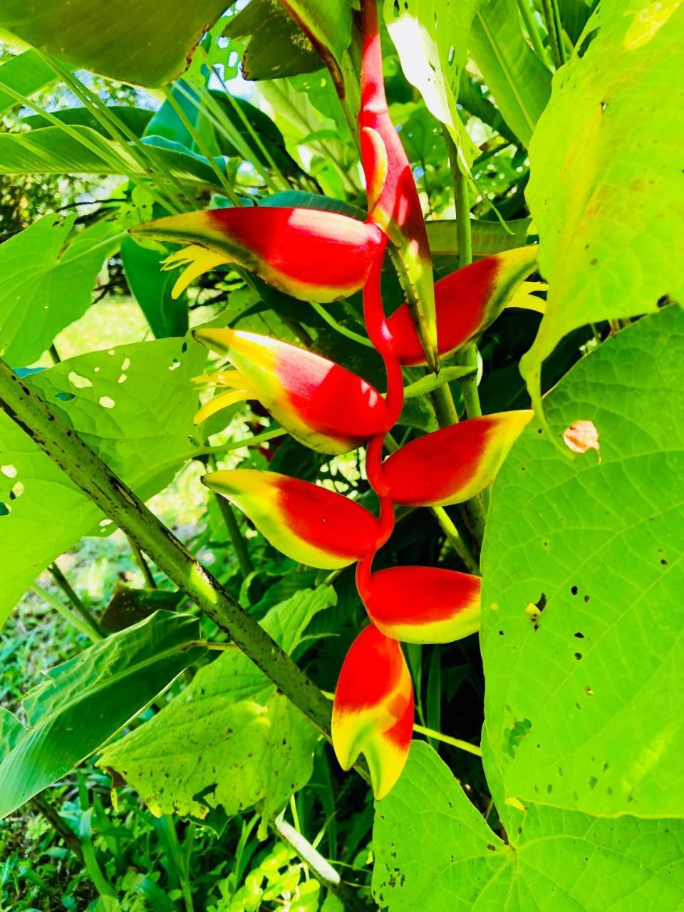 Casa Oceana Bed & Breakfast Bocas del Toro Exterior photo